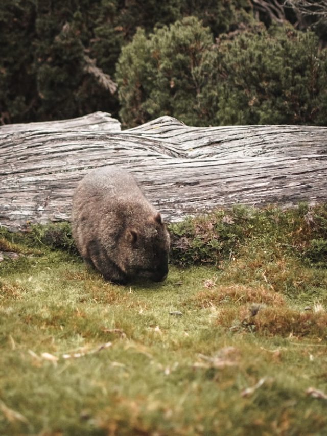 10 Of The Rarest Animals In The World